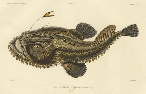 Antique Ichthyology Print, Anglerfish (Lophius piscatorius), Gaimard 1842, close-up 2