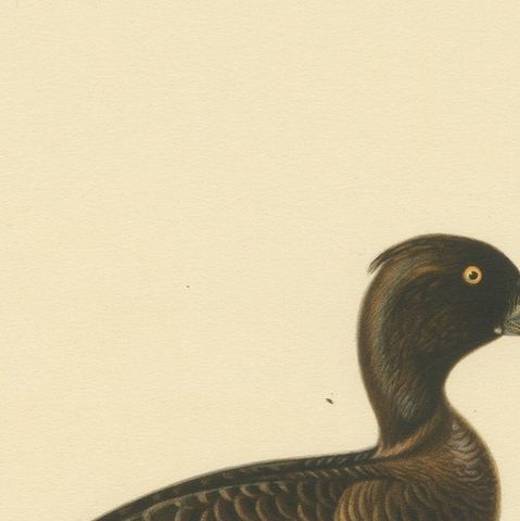 Quietude by the Shore: Female Tufted Duck by Magnus von Wright, 1929, close-up 3