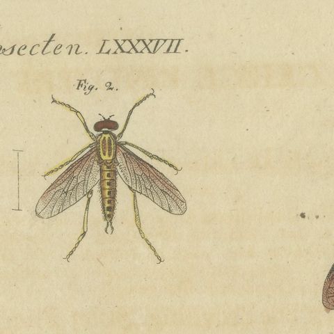 Eleven Flies and Hover Flies, Antique Bertuch Print, circa 1815, close-up 3
