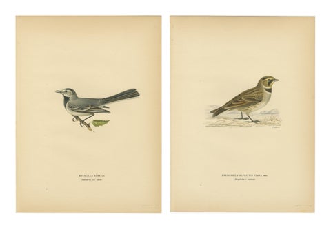 Minimalist Nordic Bird Lithograph Pair, Scandinavian Natural History, 1929, view 2
