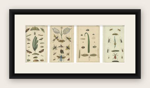 Small and Rare Natural History Prints Featuring Insects and Plants, 1832, shown framed