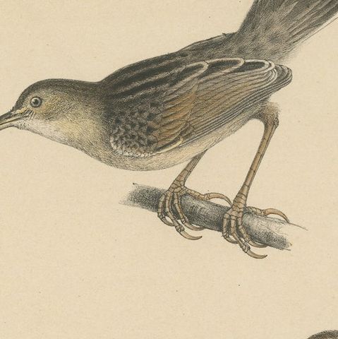 Antique Bird Print of Cisticola Species, close-up 2