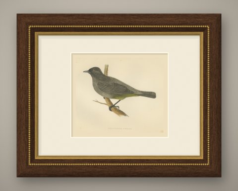 Gold Vented Thrush on a Branch, Antique Hand Colored Bird Print, 1896, shown framed