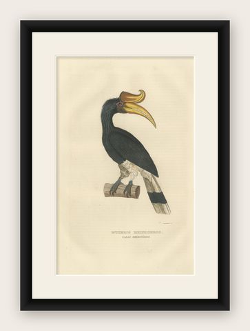 Amazing Original Bird Print of the Rhinoceros Hornbill, shown framed