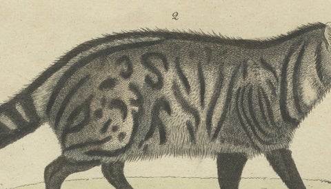 Antique Asian Civets & Kopi Luwak Natural History Engraving, Bertuch, 1820, close-up 3