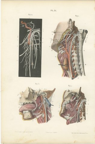 Nerves of the Pharynx and Floor of the Mouth, Hirschfeld Anatomy Print, 1866, view 2