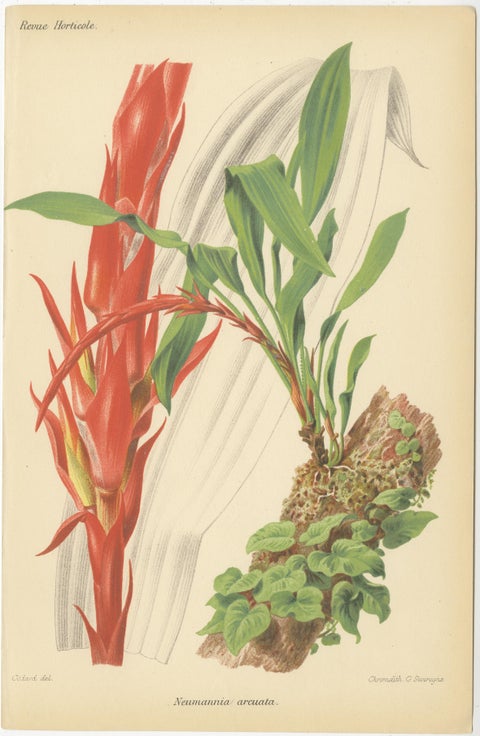 Exotic Botanicals: Pitcairnia, Neumannia, Echnea, and Burchellia, circa 1880, view 3