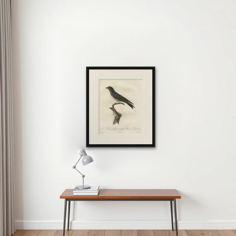 The White-Bellied Caribbean Martin, An 1807 Ornithological Illustration, shown framed on a wall
