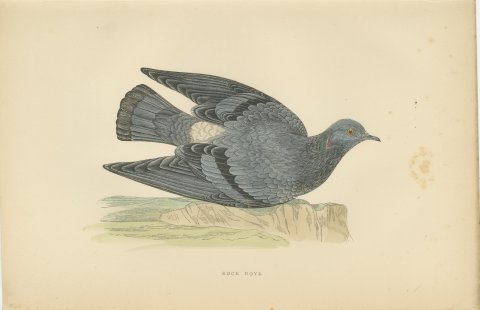 Rock Dove Crouching on a Rocky Ledge, Hand Colored Pigeon Print, Morris, 1896, view 2