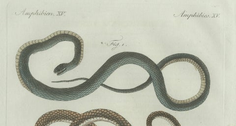 Original Antique Print of Three European Snakes by Bertuch, 1802, close-up 2