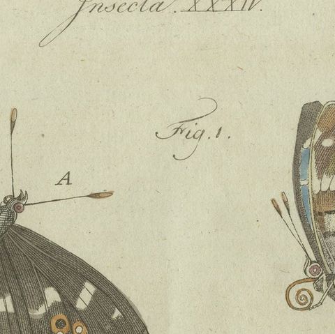 18th-Century Hand-Colored Engraving of Butterflies and Larvae by J. B. Schmuzer, close-up 5