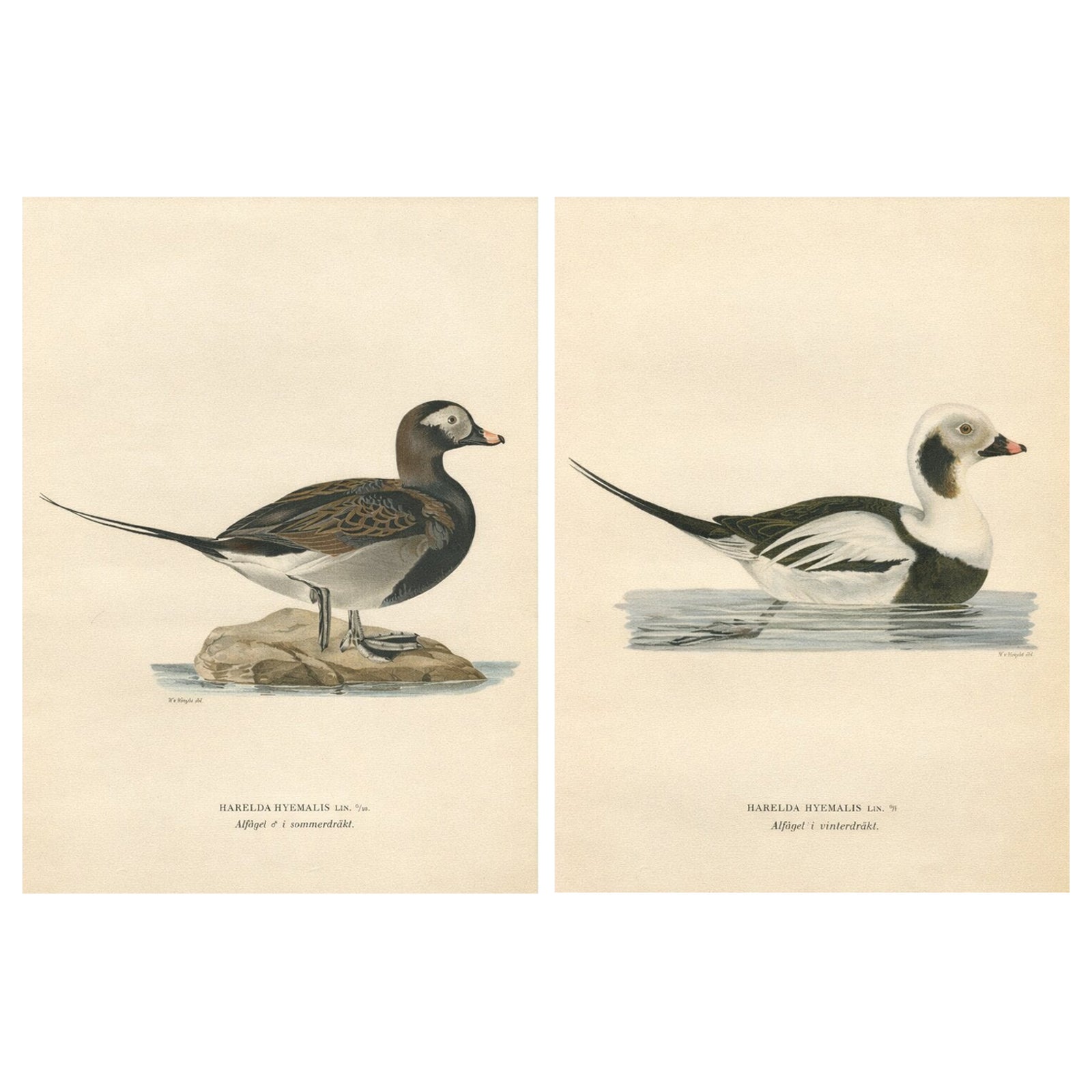 Long-Tailed Duck Pair, 1929 Swedish Ornithology Lithographs, Harelda hyemalis