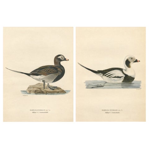 Long-Tailed Duck Pair, 1929 Swedish Ornithology Lithographs, Harelda hyemalis