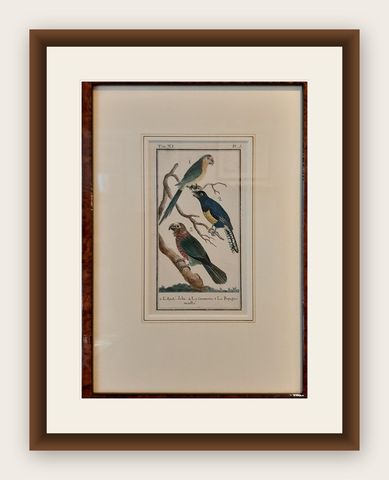 Antique Bird Print of Various Parrot Species by Buffon, 1787, shown framed