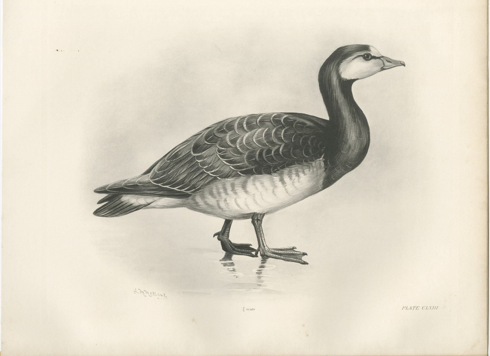 Barnacle Goose, Antique Bird Print after Lilian Medland, circa 1909