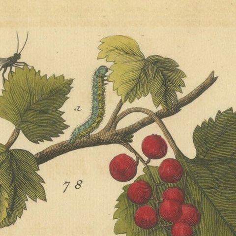 English Moths and Caterpillars on Hawthorn & Flowering Plant, Antique Print 1720, close-up 1