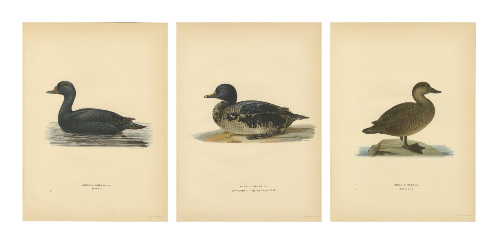 Antique Scandinavian Bird Lithographs, Velvet Scoter Ducks, Svenska Fåglar 1929