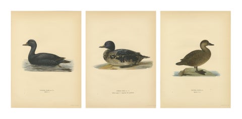 Antique Scandinavian Bird Lithographs, Velvet Scoter Ducks, Svenska Fåglar 1929