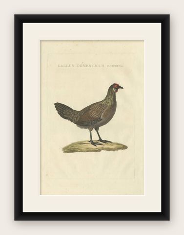 Hen, Gallus Domesticus Foemina, Nozeman & Sepp Antique Bird Print, c.1829, shown framed