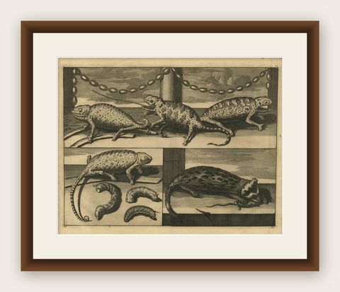 Antique Engraving of Chameleons and Rodents, Circa 1700, shown framed