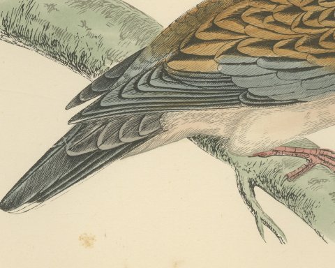 Turtle Dove on a Mossy Bough, Antique Hand Colored Bird Print, Morris, 1896, close-up 2