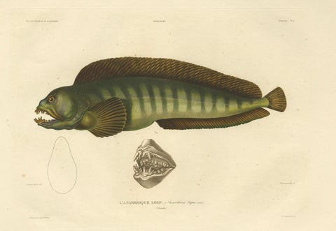 Stunning Hand-Colored Antique Print of the Atlantic Wolffish or Devil Fish, 1842, close-up 1