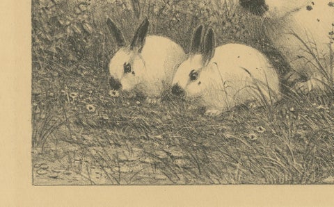 English Spot Rabbits, Wildlife Lithograph by Henri Verstijnen, c.1925, close-up 5