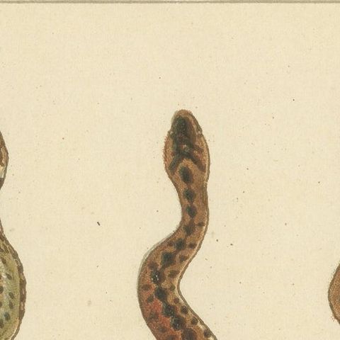 Antique Print of Three Snakes, close-up 1