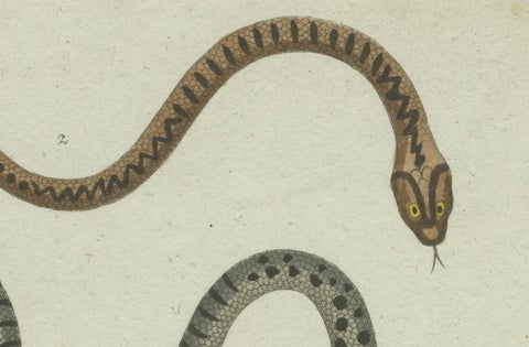 Venom & Vibrance: A Study of European Vipers & North American Copperheads, 1780, close-up 2