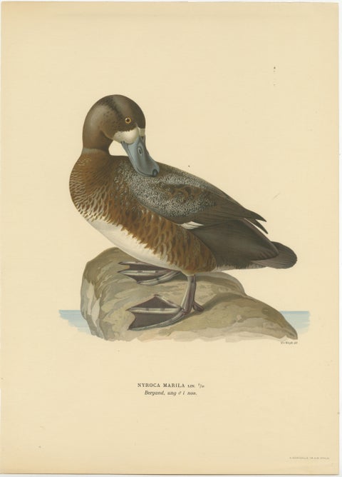 Original Old Bird Print of a Male Greater Scaup, view 2