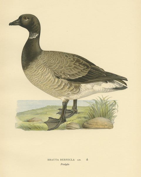 Antique Bird Print of the Brent Goose by Von Wright, 1929, view 4