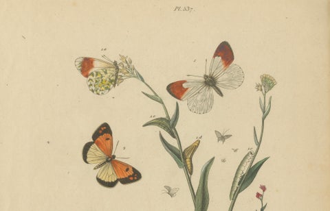 Pair of French Butterfly & Moth Engravings by E. Guérin, 1835, close-up 4