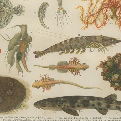 Antique Print of Various Marine Life by Meyer 'c.1905', close-up 2