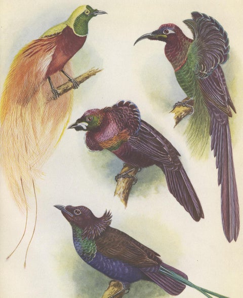 Antique Print of the Mrs Reichenow's Bird of Paradise and Others, 1950, view 4