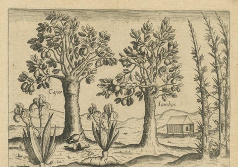 Exotic Flora of the Indies: The Cajus and Jambos Trees Copper Engraved in 1601, close-up 1
