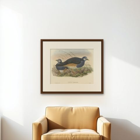 Original Antique Hand-Colored Print of the Papuan Ground-Pigeon Bird, ca.1875, shown framed on a wall