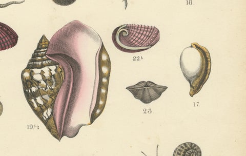Molluscs & Marine Invertebrates Print: Octopus, Slug, Snails, Conch, 1867, close-up 4