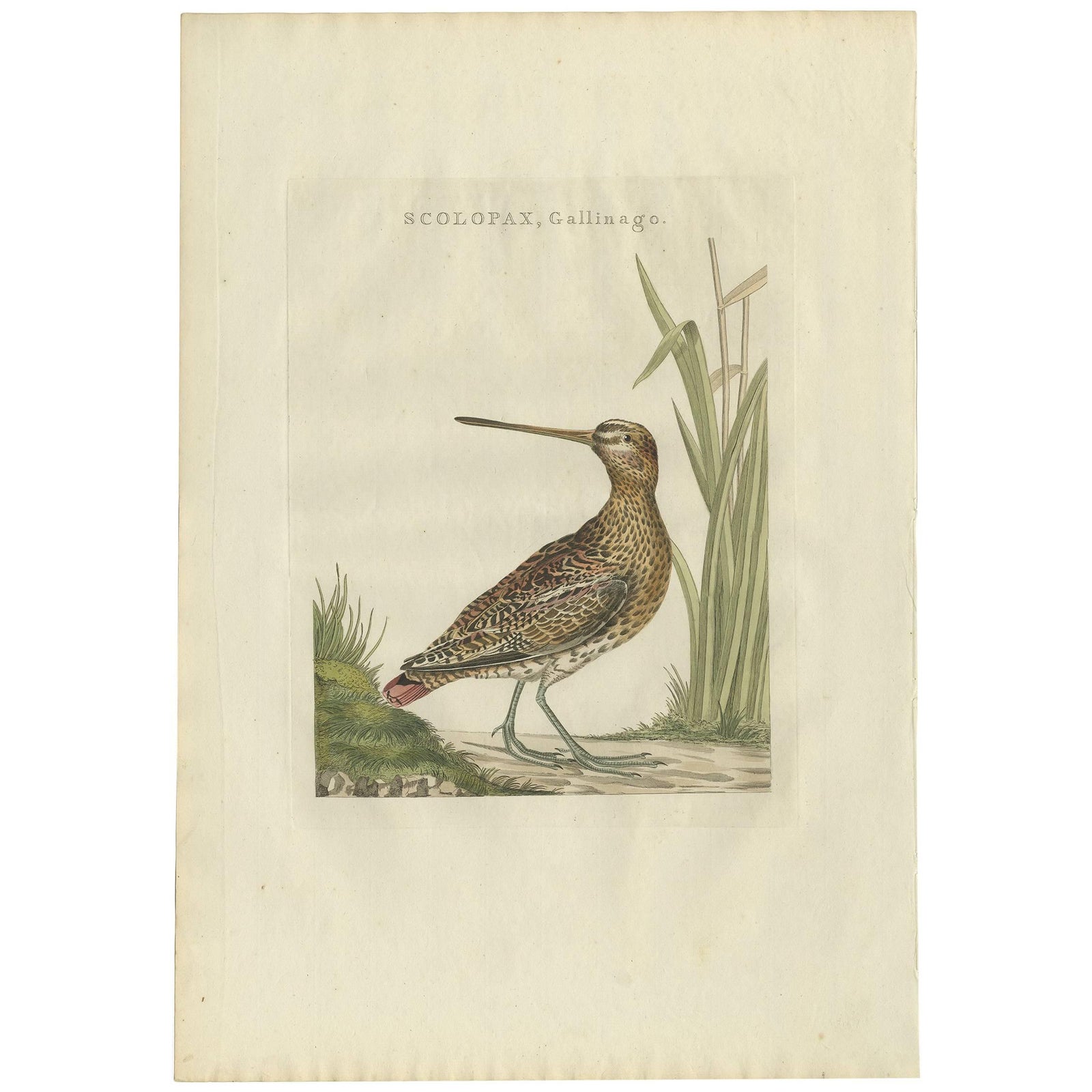 Antique Bird Print of a Common Snipe by Sepp & Nozeman, 1797