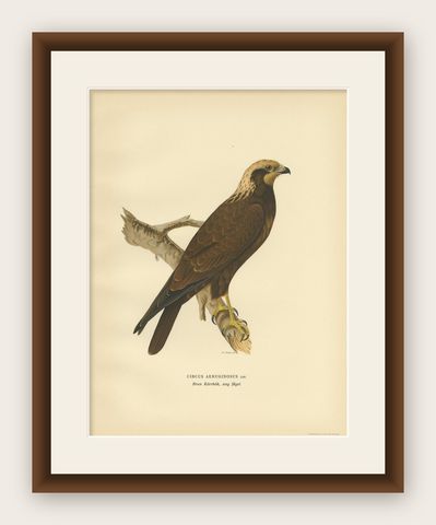 Original Antique Bird Print of the Western Marsh Harrier, 1929, shown framed