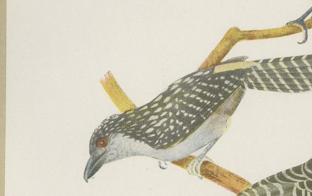 Cuckoos and Anis, Brazilian Bird Print, Descourtilz, 1944, view 4