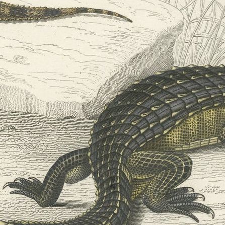 Antique Print of a Caiman and Common Wall Gecko, close-up 2
