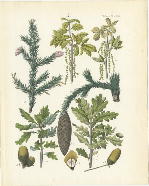 Hand-Colored Botanical Lithograph of Spruce, Oak, Currant, 1854, view 2