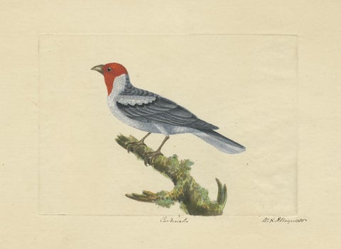 Red-Crested Cardinal - Antique Hand-Colored Print with William Hayes Sign, 1780, close-up 5