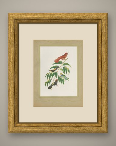 Tanagers on a Fruiting Branch, Brazilian Bird Print, Descourtilz, 1944, shown framed