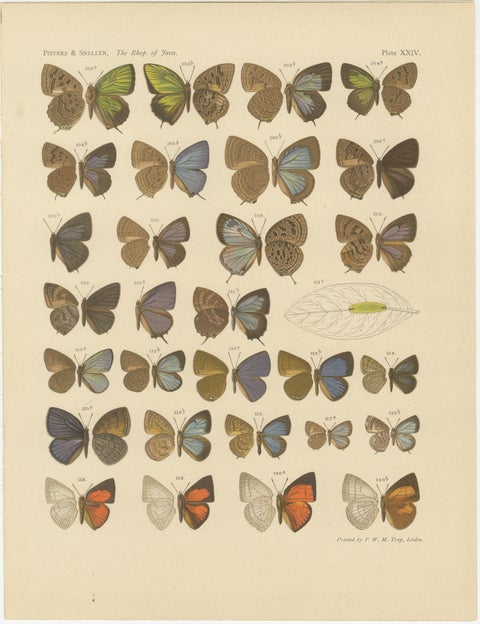 Rare Antique Butterfly Prints, Javanese Species, Set of Three Plates, 1908, view 4