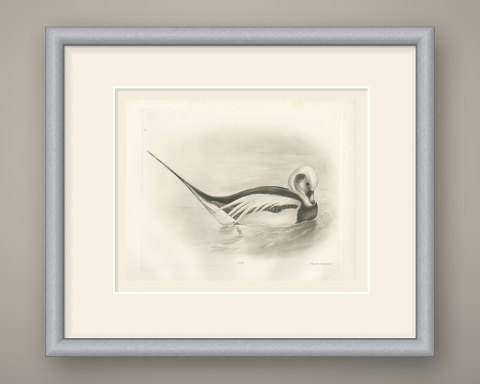 Long-tailed Duck Drake in Winter Plumage after Lilian Medland, c. 1909, shown framed
