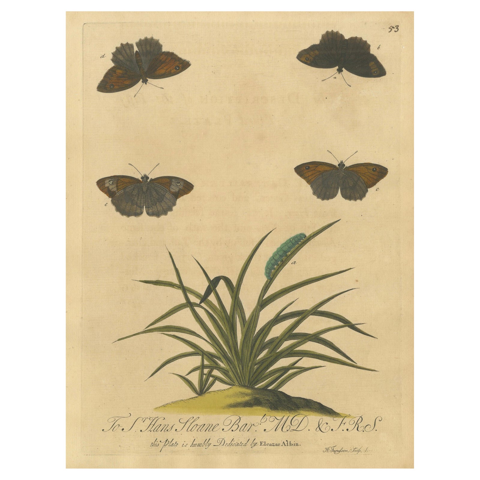 Butterflies on Grasses with Caterpillar, Albin Hand-Colored Engraving, 1720