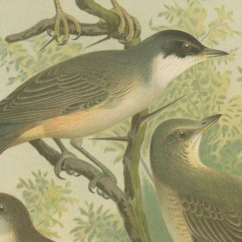 Antique Bird Print of the Barred & Western Orphean Warble by Naumann, circa 1895, close-up 2