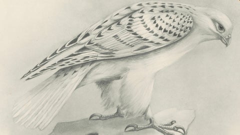 Antique Greenland Gyrfalcon Bird Print by Lilian M. Medland, circa 1908, close-up 2
