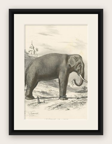 Old Antique Hand-Colored Print of an Indian Elephant, ca.1860, shown framed